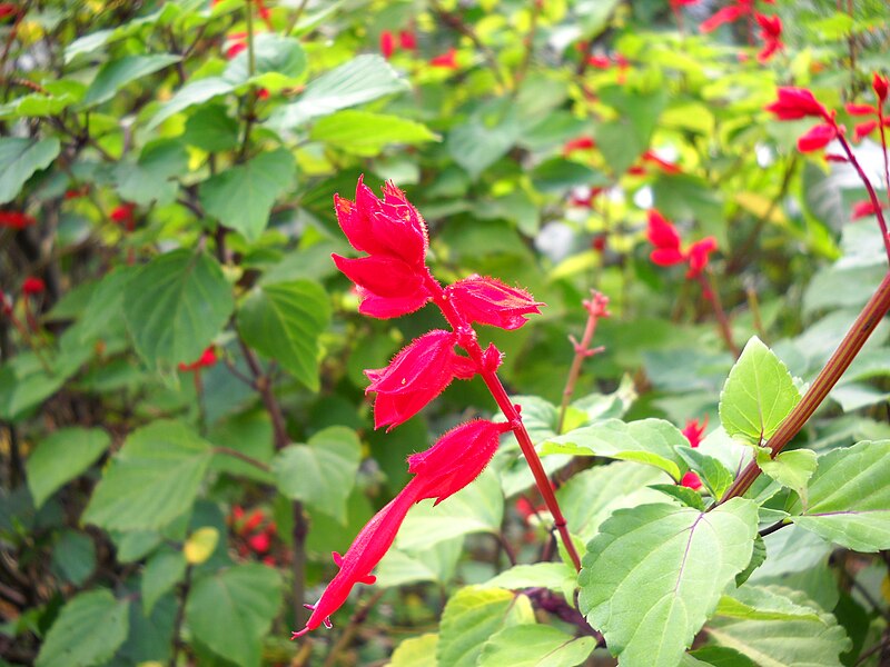 File:Red Salvia (4441015642).jpg