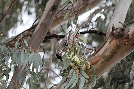Eucalyptus_microcarpa