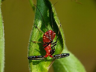 <i>Rihirbus</i> Genus of assassin bugs