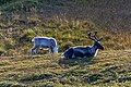 * Nomination Caribous (Rangifer tarandus), Honningsvåg, Norway --Poco a poco 08:41, 8 June 2020 (UTC) * Decline  Oppose Too soft IMO. --MB-one 11:22, 16 June 2020 (UTC) New version upcoming Poco a poco 11:00, 17 June 2020 (UTC)