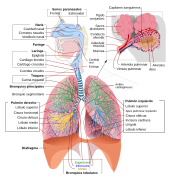 Respiratory system complete es.svg