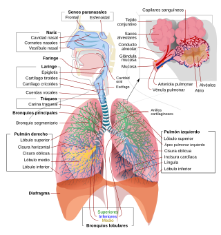 Respiratory system complete es.svg