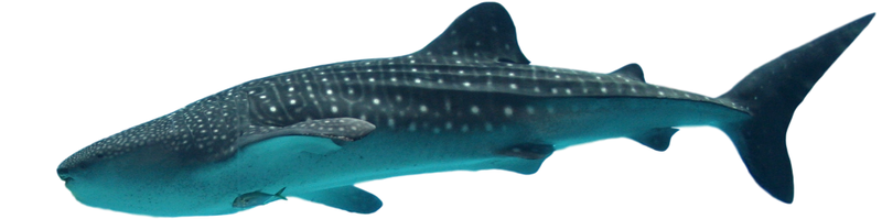 File:Rhincodon typus.png