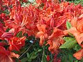 Rhododendron 'Hotspur Red'