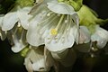 Rhododendron albiflorum