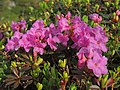 Rhododendron myrtifolium (kotschyi) (34586720954).jpg