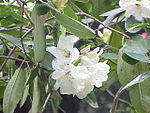 Rhododendron yunnanense0.jpg