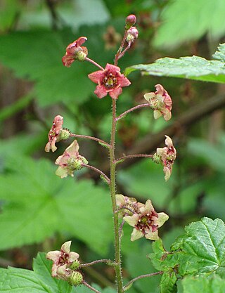 <i>Ribes laxiflorum</i> Species of currant