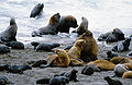 Eared seals laying on Valdes Peninsula