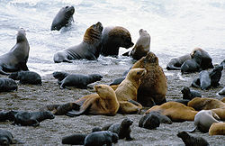 אריות ים דרום אמריקאים בחצי האי ואלדס
