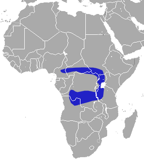 Roosevelts shrew Species of mammal