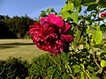 Rosa 'The Dark Lady', David Austin 1991.