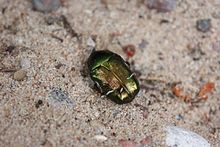 Un coléoptère vert aux reflets dorés sur du sable.
