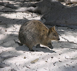 Kurtafarkú kenguru a Rottnest-szigeten
