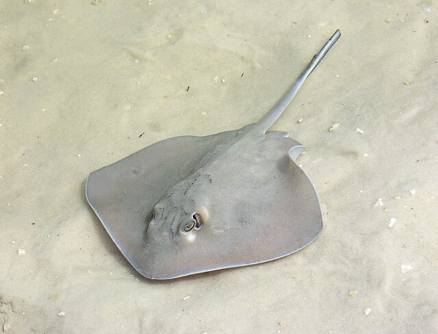 giant stingray attack