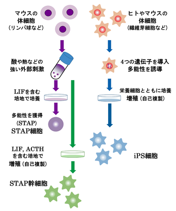 刺激觸發性多能性獲得細胞