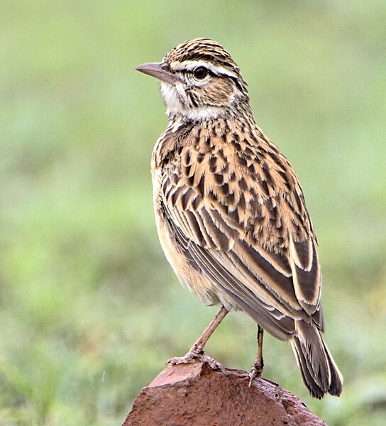 File:Sabota lark, Calendulauda sabota, at Loodswaai Game Reserve, Gauteng, South Africa, crop.jpg