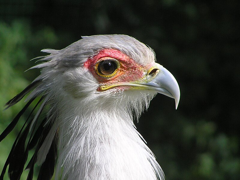 File:Sagittarius serpentarius portrait.jpg