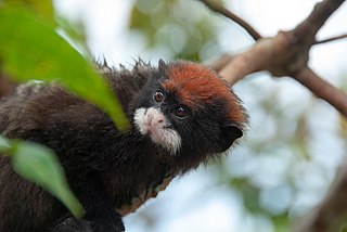 <span class="mw-page-title-main">Red-capped tamarin</span> Species of mammal