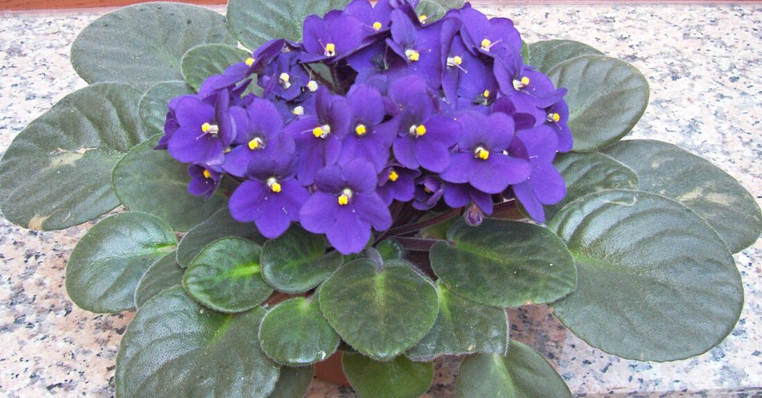 Streptocarpus sect. Saintpaulia