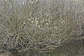 Salix cinerea2.jpg