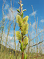 de': Korbweide (Salix viminalis), weibliche Kätzchen, Ort: Lahntal-Goßfelden, Hessen, Deutschland en Common Oiser (Salix viminalis), female catkins, Location: Lahntal-Goßfelden, Hesse, Germany