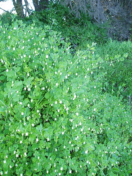 File:Salpichroa origanifolia (Lam.) Baill. (AM AK289834-5).jpg