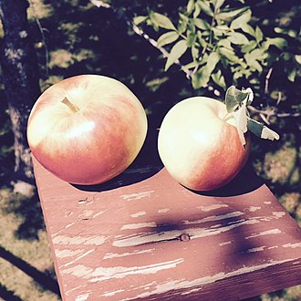 Sansa apples in a Connecticut orchard (2016) Sansa apples.jpg