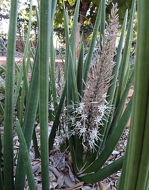 Sansevieria burdettii - inflorescence (9584399804).jpg