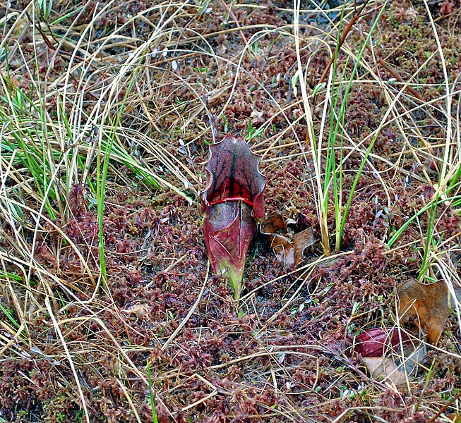 File:Sarracenia purpurea (5723870415).jpg