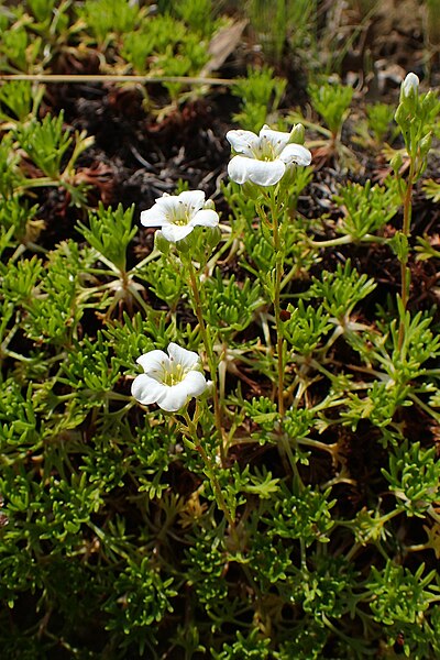 File:Saxifraga canaliculata kz02.jpg