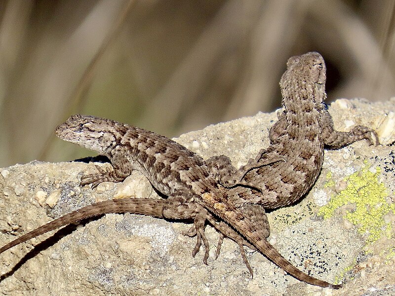 File:Sceloporus occidentalis bocourtii 332570116.jpg