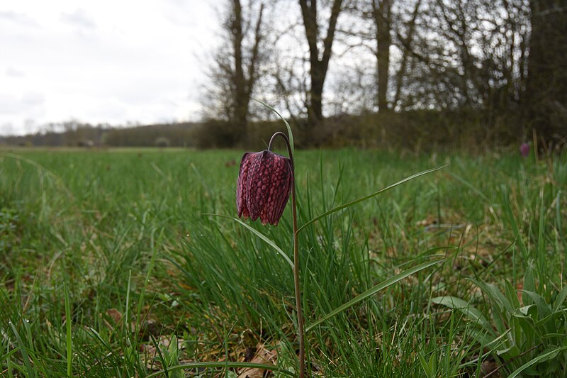 Datei:Schachblumenwiese Luising.JPG