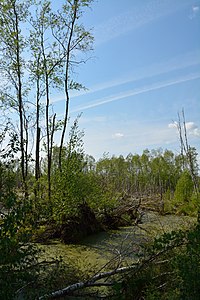 Schleswig-Holstein, Hasenmoor, FFH-Gebiet Hasenmoor NIK 0816.JPG