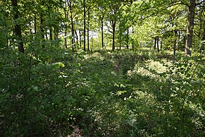 Schleswig-Holstein, Sarzbüttel, Landschaftsschutzgebiet Schanze bei Dellbrück NIK 6976.jpg