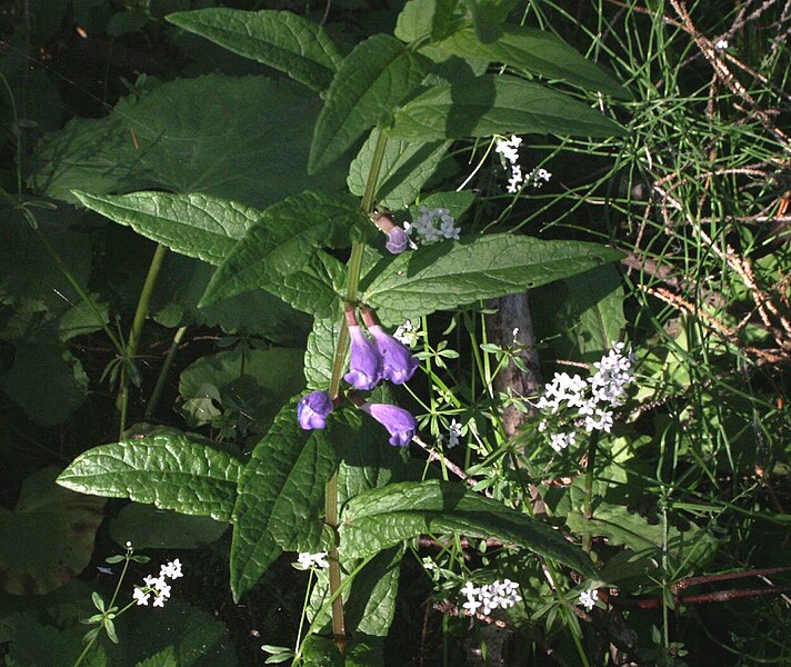 File:Scutellaria galericulata 1.jpg