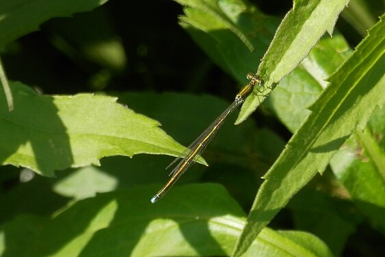 Nehalennia sp.