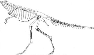 <i>Segisaurus</i> Extinct genus of dinosaurs