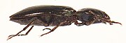 Selatosomus aeneus side.JPG