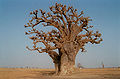 Baobab ana ing Senegal