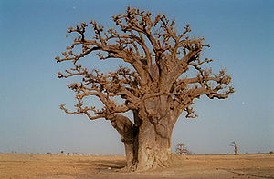 Baum: Entwicklung in der Erdgeschichte, Systematik, Morphologie