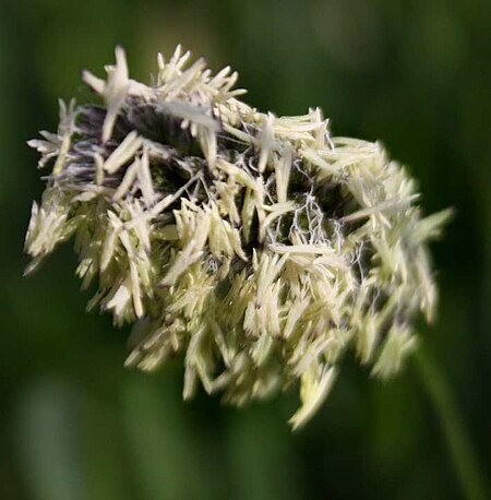 Tập_tin:Sesleria_heuflerana_ssp_hungarica2.jpg