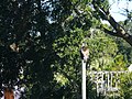 Osprey at Shell Point