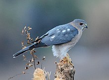 Shikra Accipiter badius by Dr. Raju Kasambe DSC 2540.jpg