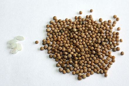 White mustard seeds (right) compared with rice seeds (left)