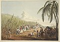 Image 1Sugar plantation in the British colony of Antigua, 1823 (from History of the Caribbean)