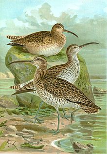 https://upload.wikimedia.org/wikipedia/commons/thumb/a/a0/Slender-billed_curlew_%28Naumann%29.jpg/220px-Slender-billed_curlew_%28Naumann%29.jpg