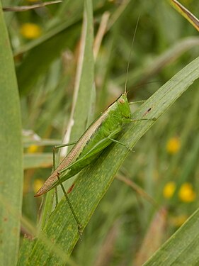 Katydid (Tettigoniidae)