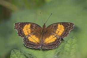 Soldier commodore (Junonia terea) female Principe.jpg