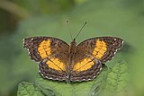 Soldier commodore (Junonia terea) female Principe.jpg